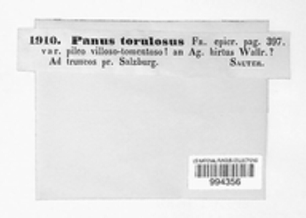 Panus conchatus image
